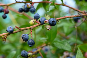 Blueberry Festival