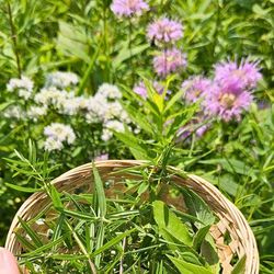Camp Aldo Evenings: Foraging in Nature