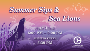 Summer Sips & Sea Lions, July 11: Clearwater Marine Aquarium Celebrates New California Sea Lions