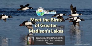 Clean Lakes 101 On Tap: Meet the Birds of Greater Madison's Lakes
