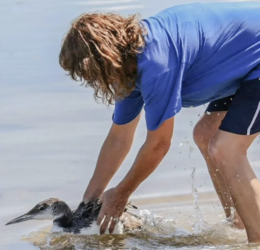 Meet the Bird Rescue Crew