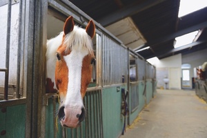 Ohio State Extension & ATI Equine Excellence Expo