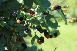 Summer U-Pick Adventures at Milburn Orchards