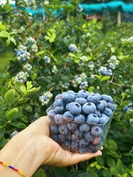 Summer U-Pick Adventures