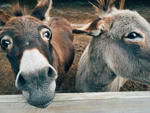 Animal Visit | Horse N Round Fun (Outside)