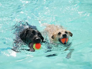 See Spot Splash