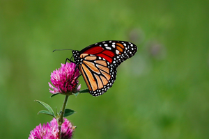 Native Plant Sale