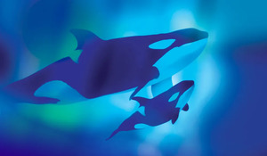 Orcas: Our Shared Future Welcome Day | Natural History Museum of L.A. County