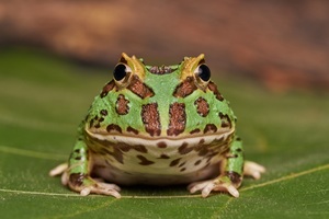 Reptiles and Amphibians in Your Backyard: Making Yards and Human Spaces Herp-Friendly