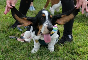 Basset Rescue Fall Festival