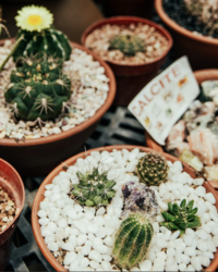 Tohono Chul Announces Plant and Sip Experience JULY 17