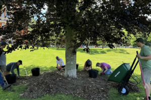 Tree Corps: Storer Park