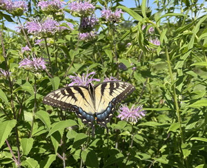 Pollinator Palooza