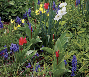 Bulbs as Companion Plants Presentation