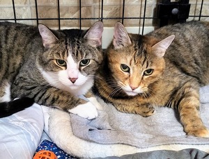 Celebrate PAWSitively CATS No Kill Shelter's 16th Anniversary!