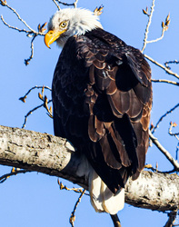 Meet our National Bird - The Eagle