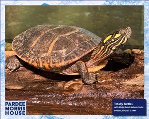 Totally Turtles at the Pardee-Morris House