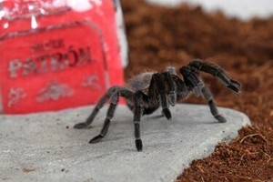 Tacos, Tequila, and Tarantulas