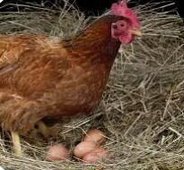The Chicken and the Egg