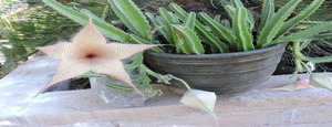 Moody Garden Club Plant and Pot Sale, 13319 E. 36th Pl, Foothills, Nov. 12, 7 a.m. to 1 p.m.