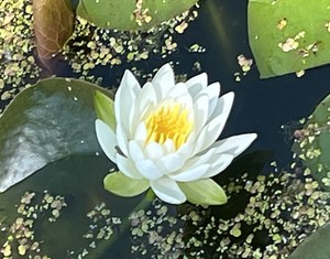 Mindfulness & Creativity