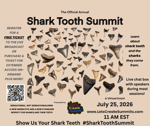 Shark Tooth Summit: a virtual event for shark lovers and shark tooth collectors