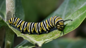 Kids @ Kinney: Caterpillar Lab