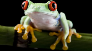 Kids @ Kinney: Frogs & Toads