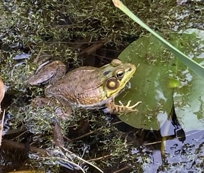Frog Festival