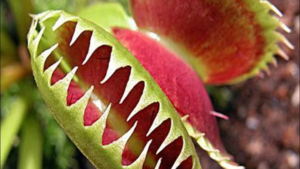 Kids @ Kinney: Carnivorous Plants