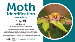 Moth Identification Workshop