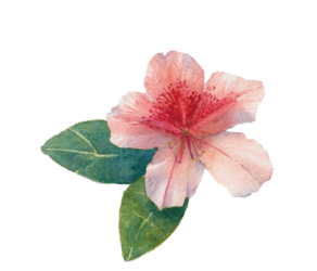 The Garden Unfolding: A Plein Air Flower Study Series
