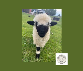 Goats Galore! Storytime Meet and Greet