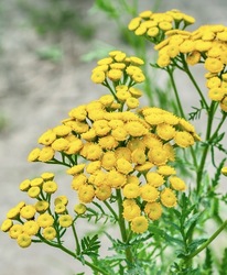 Botanical Art with Colored Pencils: Tansy