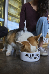 JustFoodForDogs DOGust Adoption Event
