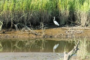 NJ Audubon: End of Summer Nature Walk at Hawk Rise