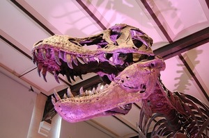 Tyrant Kings: Understanding T. Rex and Its Cousins
