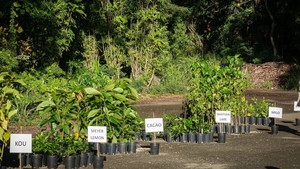 Arbor Day Tree Giveaway