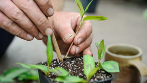 Propagation by The Kinney Academy