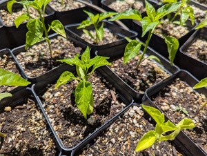 Monsoon Plant Sale & Pop-up Shop