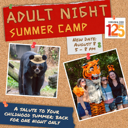 Adult Night: Summer Camp