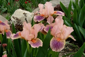 Madison Area Iris Society Annual Iris Sale