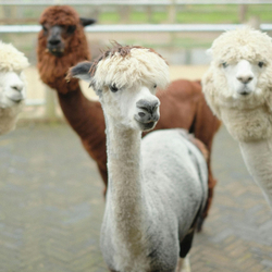 Introduction To Alpacas