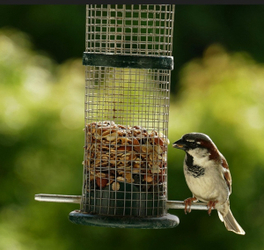 Mass Audubon Joys of Birdfeeding