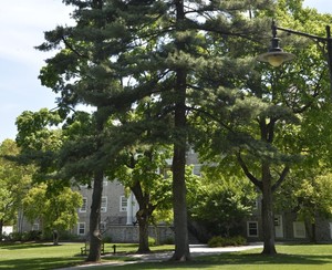 Inaugural Tree Tour at The Trout Gallery