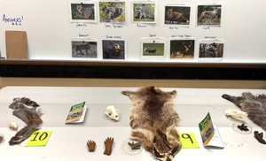 Campground Series: Woodland Wildlife