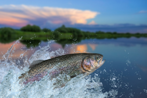 Campground Series: Fishing Guide to Lake Wylie