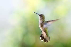 Preschool Explorers: Hurrying Hummingbird