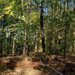 Native vs. Invasive Species Identification Walk with Wildlands Conservancy