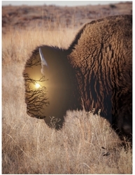 Creative Smartphone Photography